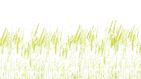 BLE TENDRE 455cmx250cm;papier peint;motif floral et végétal; touches de couleurs