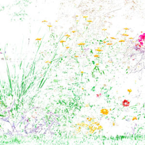 455cmx250cm;papier peint;motif floral et végétal; touches de couleurs