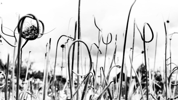 455cmx250cm;papier peint;motif floral et végétal; touches de couleurs