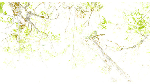 251cmx135cm;papier peint;motif floral et végétal; touches de couleurs