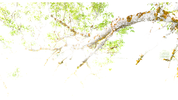 251cmx135cm;papier peint;motif floral et végétal; touches de couleurs