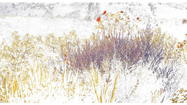 251cmx135cm;papier peint;motif floral et végétal; touches de couleurs