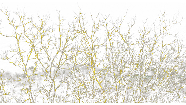 251cmx135cm;papier peint;motif floral et végétal; touches de couleurs