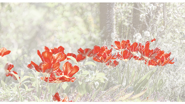 251cmx135cm;papier peint;motif floral et végétal; touches de couleurs